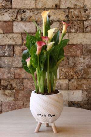 Gala Flower in Special Ceramics