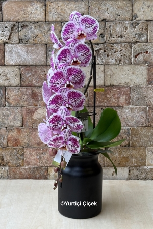 Cascade Orchid Series 2