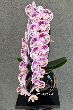Formidablo Orchid Series 2