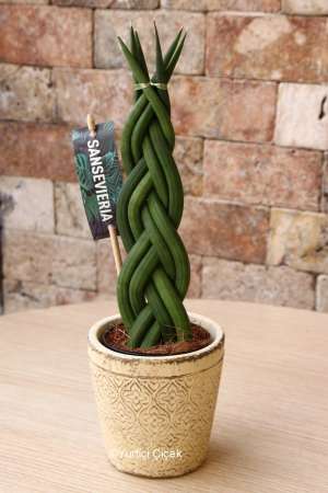 Braided Sansevieria 1