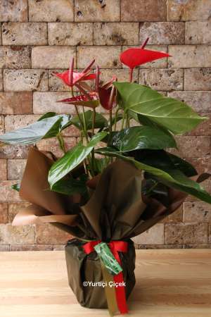 Anthurium Series 4