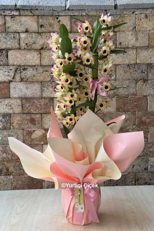 Dendrobium Fragrant Orchid 5