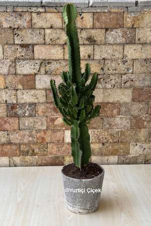 Euphorbia Acruensis Cactus 2