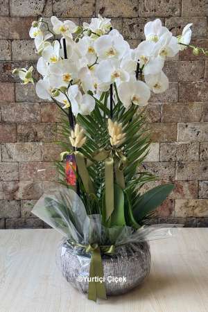 6 Branch Orchid
