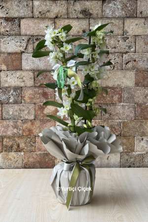 Dendrobium Fragrant Orchid 6