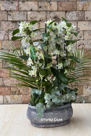 Dendrobium Fragrant Orchid 7