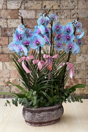 4 Branches Blue Striped Orchid