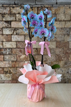 Boutique Blue Orchid