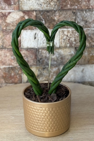 Heart Sansevieria