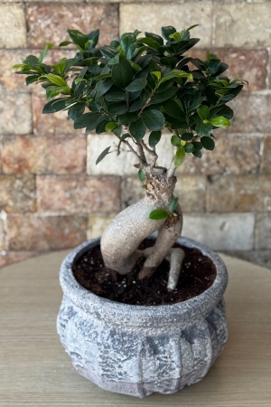 bonsai globus DIY Terrarium Kit - Create your own mini Ecosystem