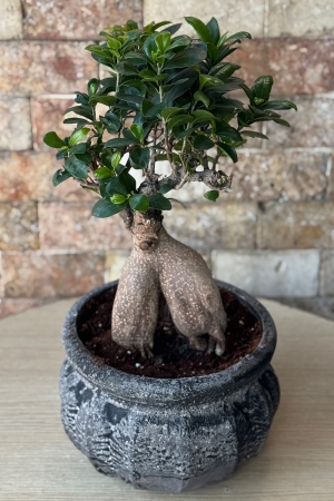 Bonsai Tree 7