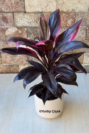 Cordyline Tango Series 1