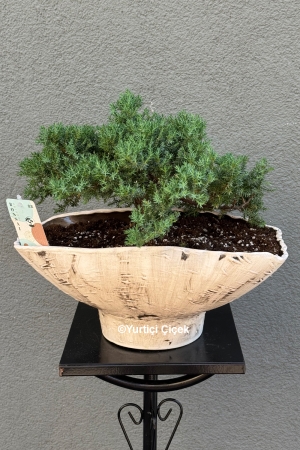 Bonsai Tree 6