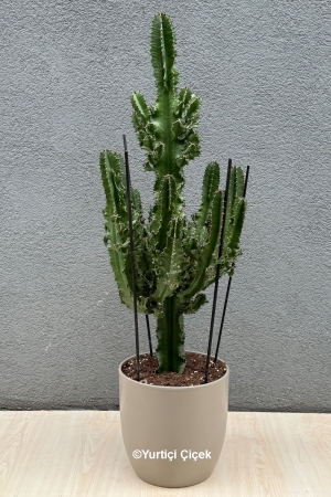 Euphorbia Acruensis Cactus 1