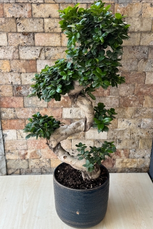 Bonsai Tree 8