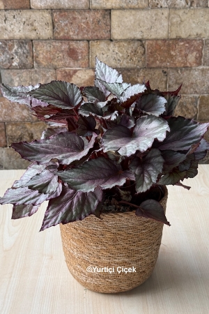 Red Begonia