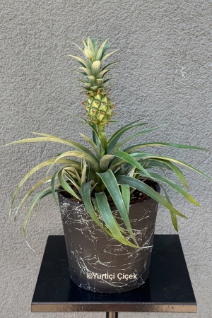 Pineapple Plant