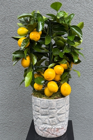 Lemon Tree