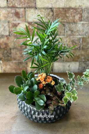 Midi Orchid and Sukulent