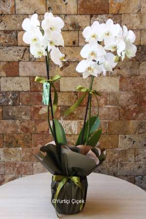Double White Orchid